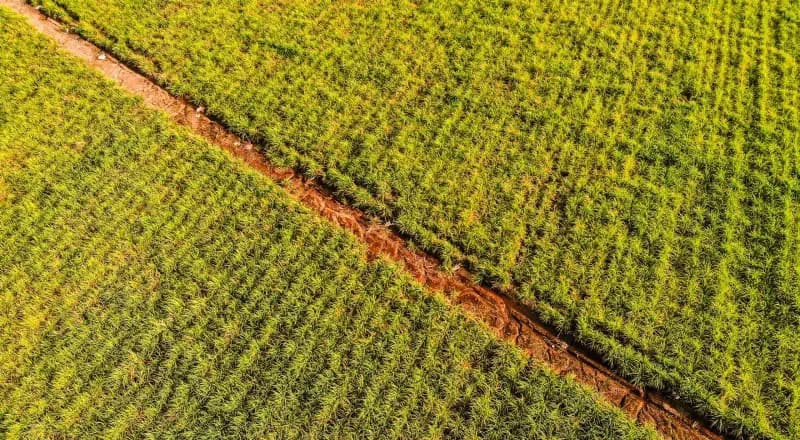 Vista aérea de un campo labrado