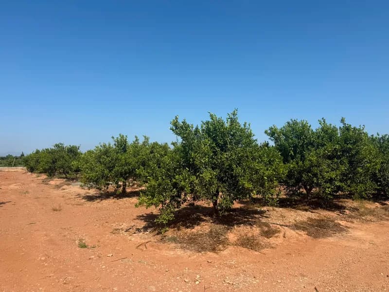Mini finca Panyet