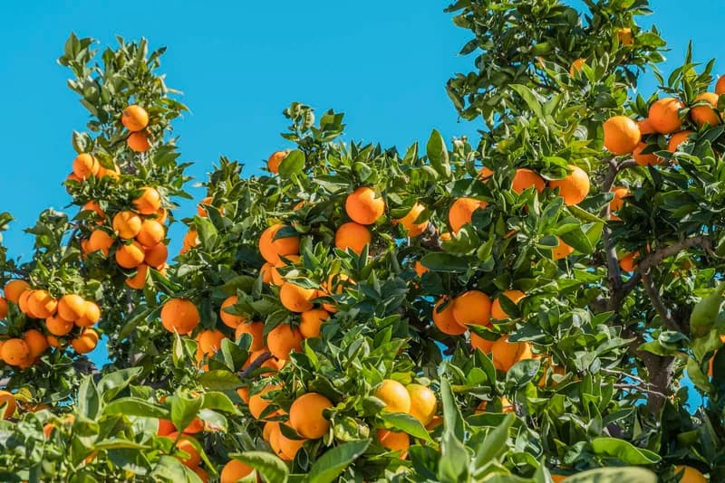Por qué una finca de cítricos bien gestionada vale más