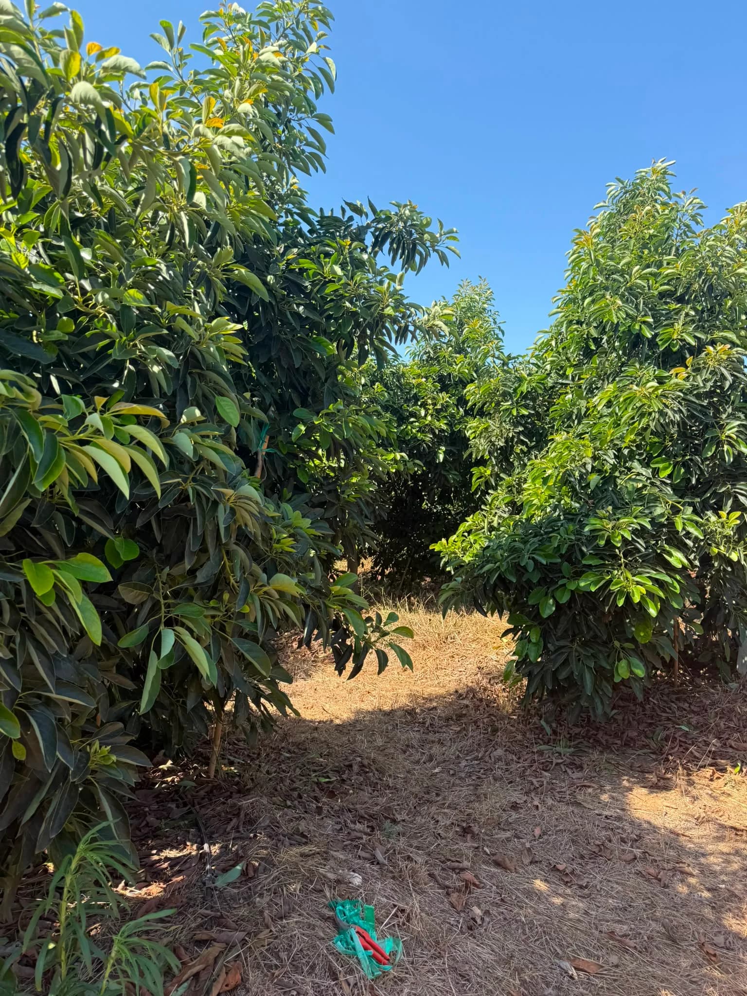 Finca aguacates Clot 1