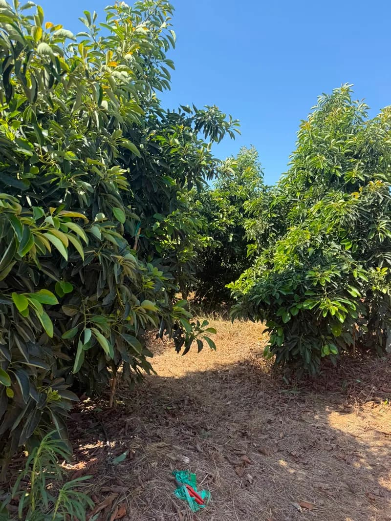 Finca aguacates Clot 1