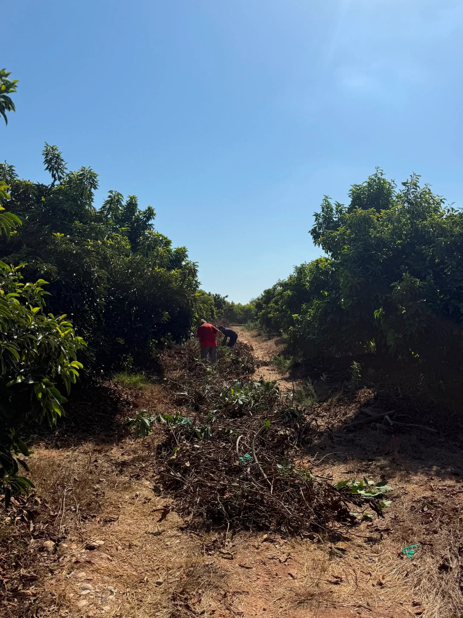 Finca aguacate Panyet