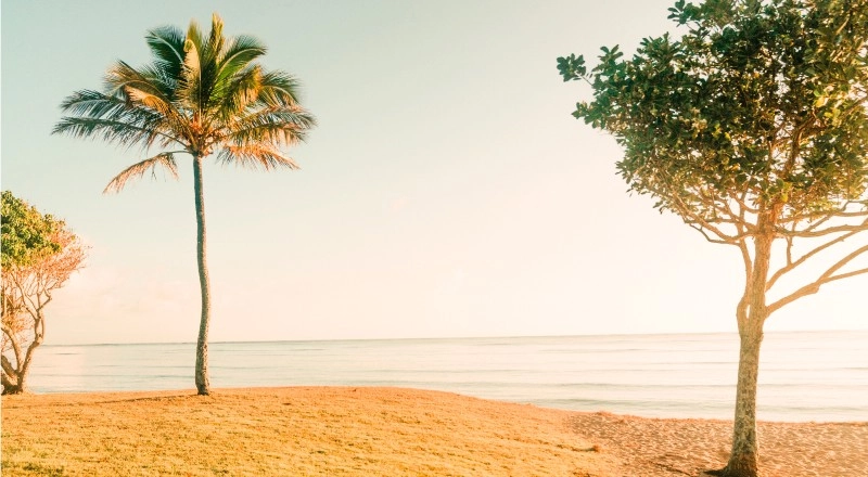 Playa con palmeras y el mar